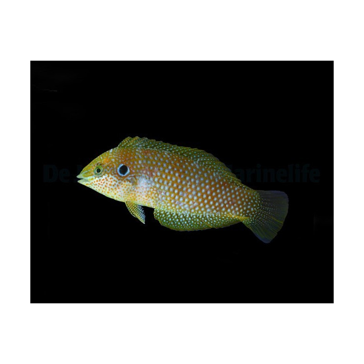 Macropharyngodon kuiteri - Kuiters Wrasse