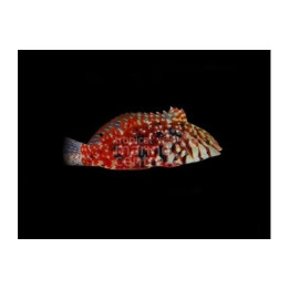 Macropharyngodon lapillus - Jewelled Leopard Wrasse