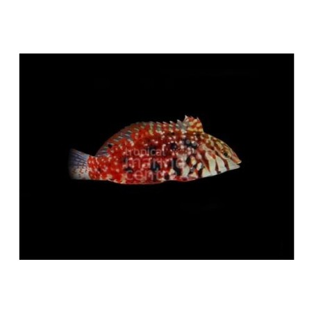 Macropharyngodon lapillus - Jewelled Leopard Wrasse