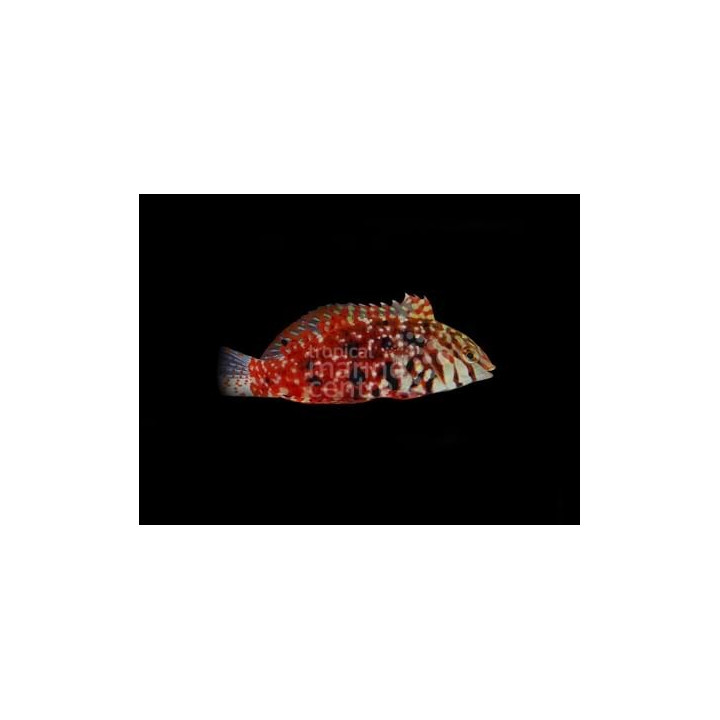 Macropharyngodon lapillus - Jewelled Leopard Wrasse