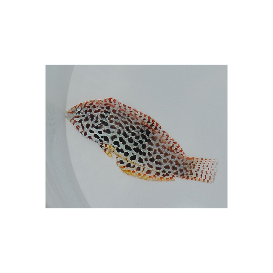 Macropharyngodon meleagris - Leopard Wrasse - Melanesia