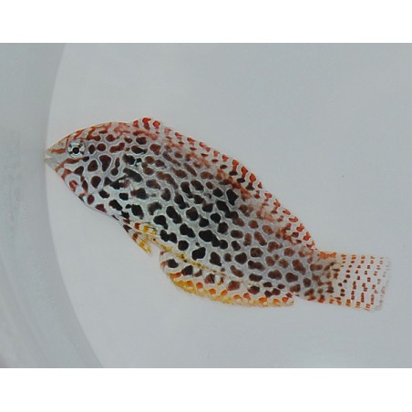 Macropharyngodon meleagris - Leopard Wrasse - Melanesia