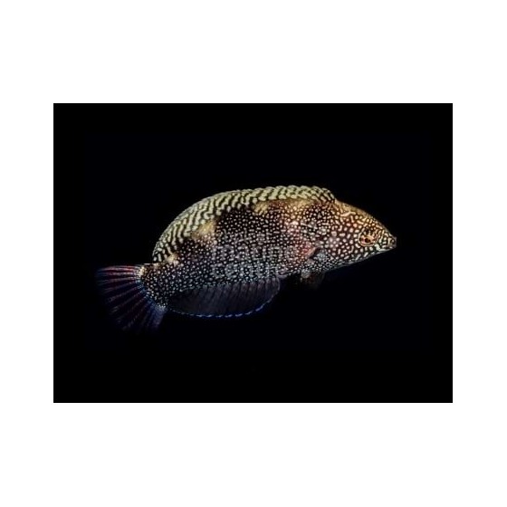 Macropharyngodon negrosensis - Black Leopard Wrasse