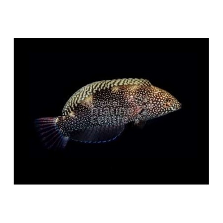 Macropharyngodon negrosensis - Black Leopard Wrasse