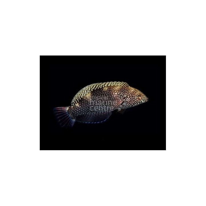 Macropharyngodon negrosensis - Black Leopard Wrasse
