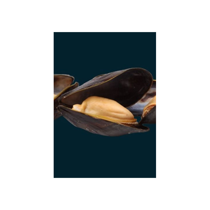 Ocean Nutrition Chopped Mussel - Ocean Nutrition