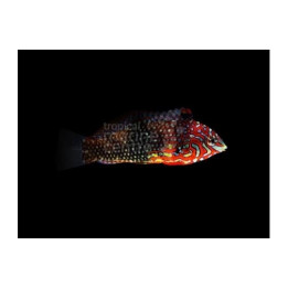 Macropharyngodon ornatus - False Leopard Wrasse