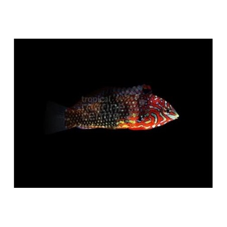 Macropharyngodon ornatus - False Leopard Wrasse