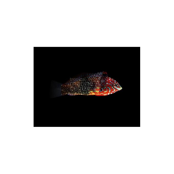 Macropharyngodon ornatus - False Leopard Wrasse