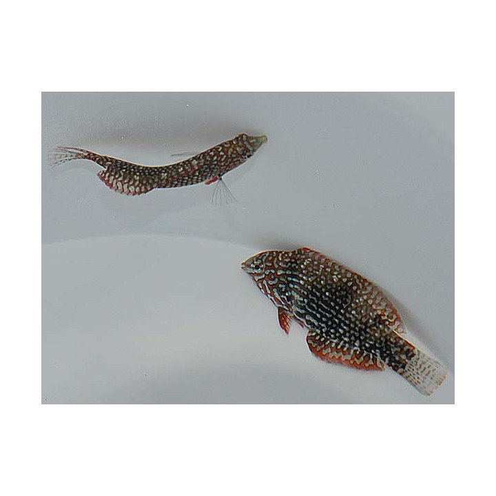 Macropharyngodon ornatus - False Leopard Wrasse