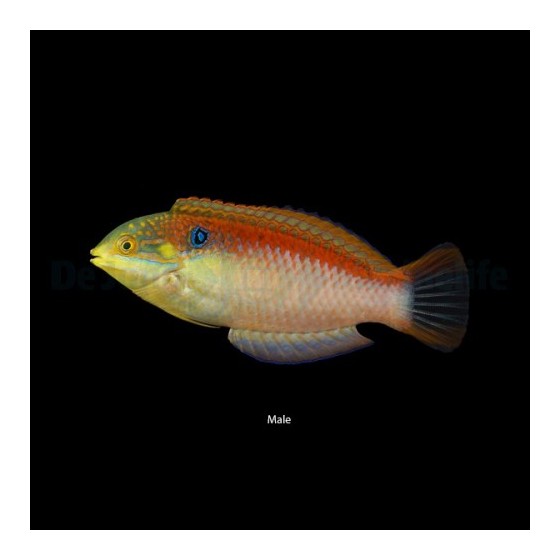 Macropharyngodon vivienae - Vivians Wrasse