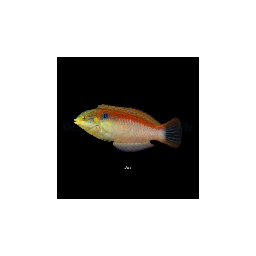 Macropharyngodon vivienae - Vivians Wrasse