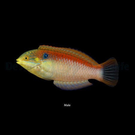 Macropharyngodon vivienae - Vivians Wrasse