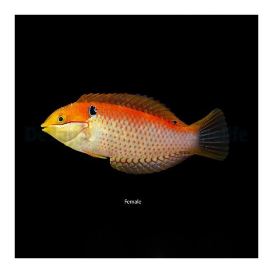 Macropharyngodon vivienae - Vivians Wrasse