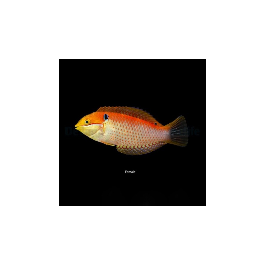 Macropharyngodon vivienae - Vivians Wrasse