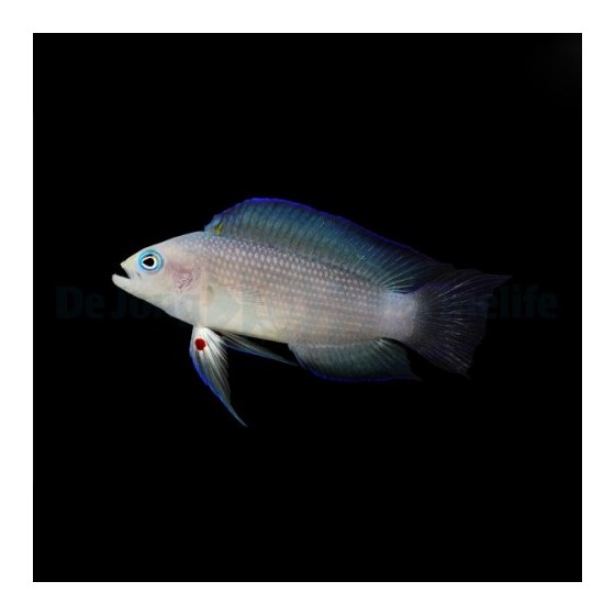 Manonichthys alleni - Midnight Pygmy Basslet