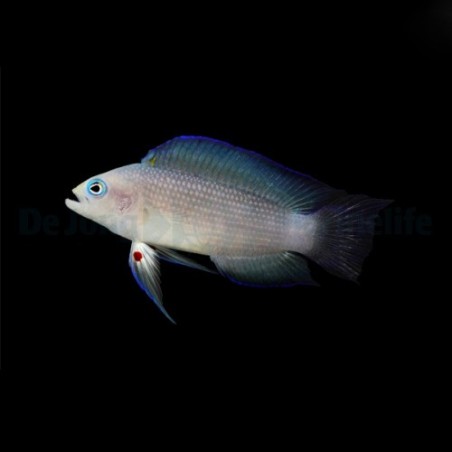 Manonichthys alleni - Midnight Pygmy Basslet