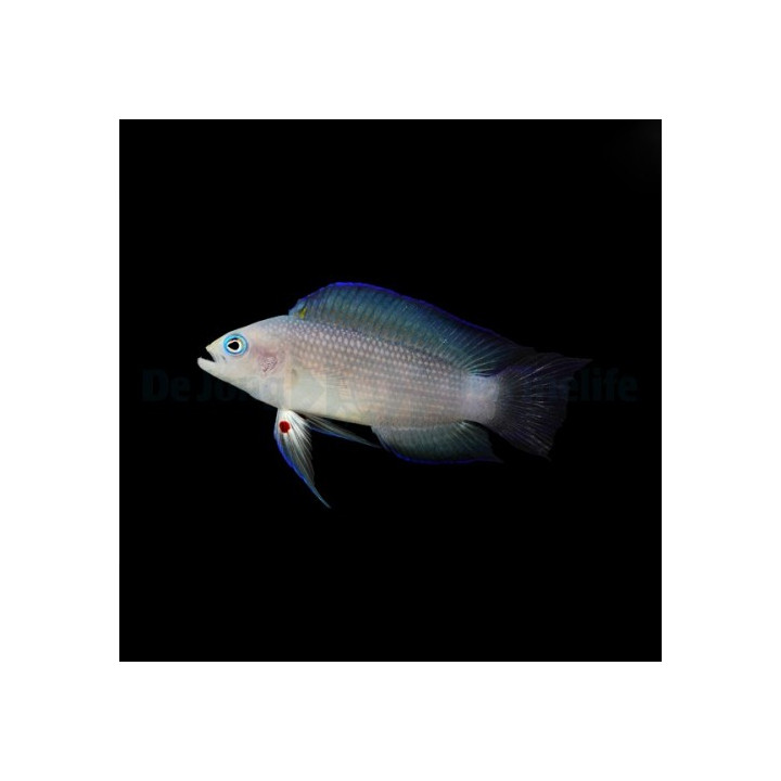 Manonichthys alleni - Midnight Pygmy Basslet