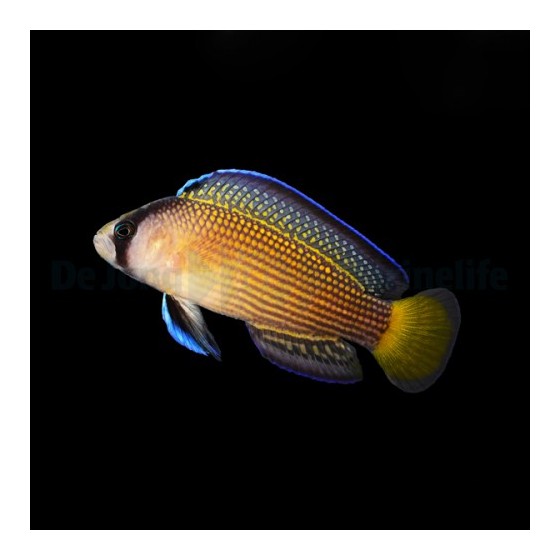 Manonichthys splendens - Jewel Pygmy Basslet