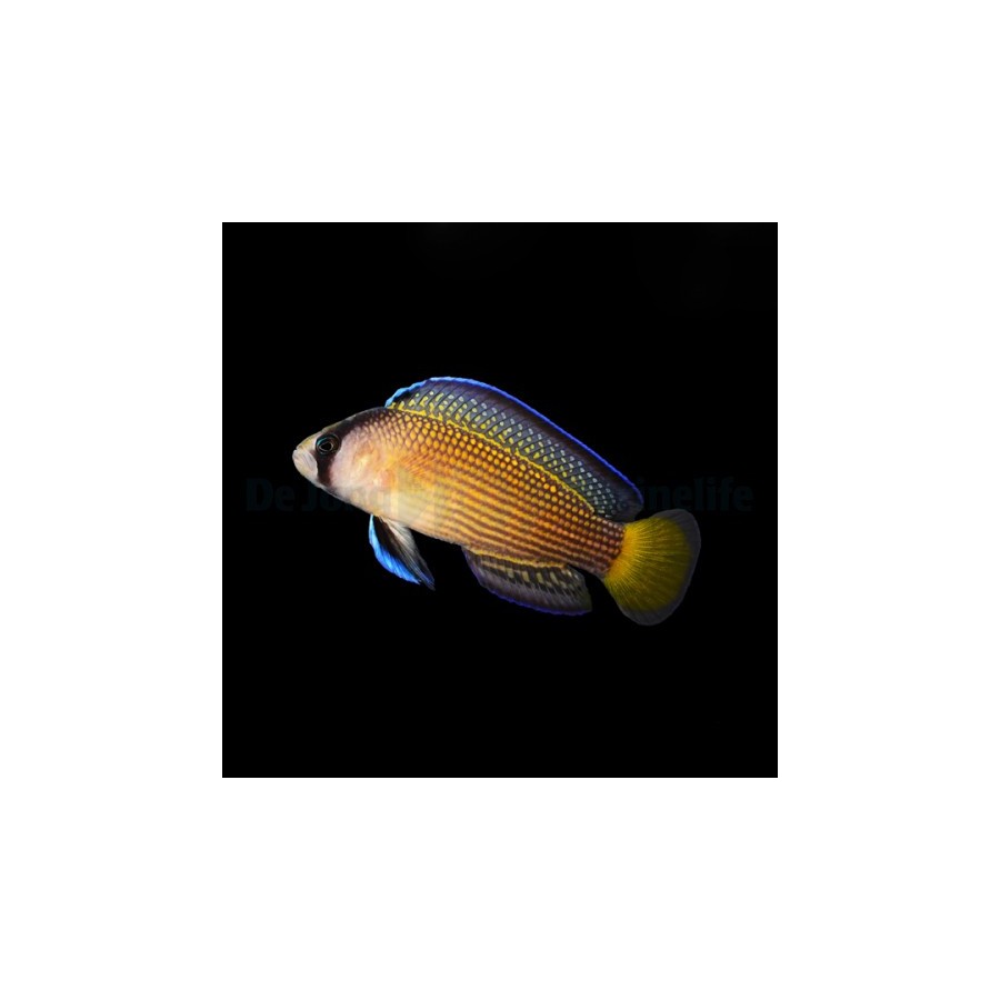 Manonichthys splendens - Jewel Pygmy Basslet