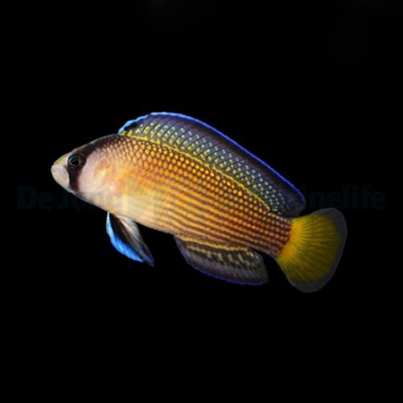 Manonichthys splendens - Jewel Pygmy Basslet