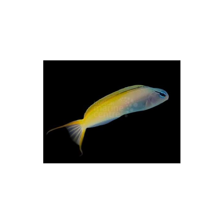 Meiacanthus atrodorsalis - Blue Head Canary Blenny - viljelty