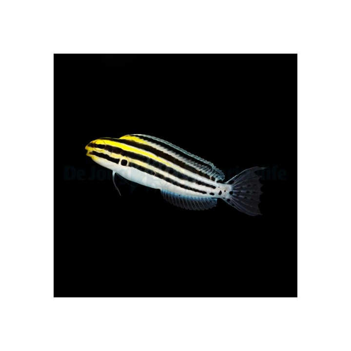 Meiacanthus grammistes - Striped Blenny