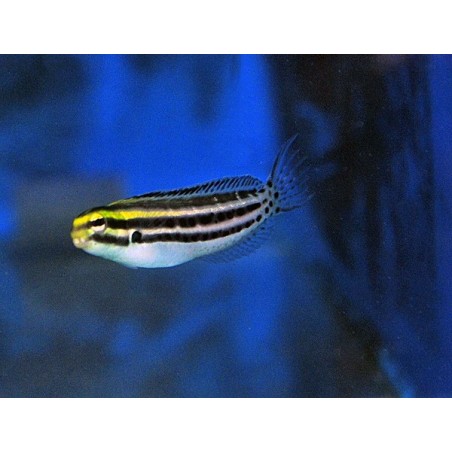 Meiacanthus grammistes - Striped Blenny - viljelty