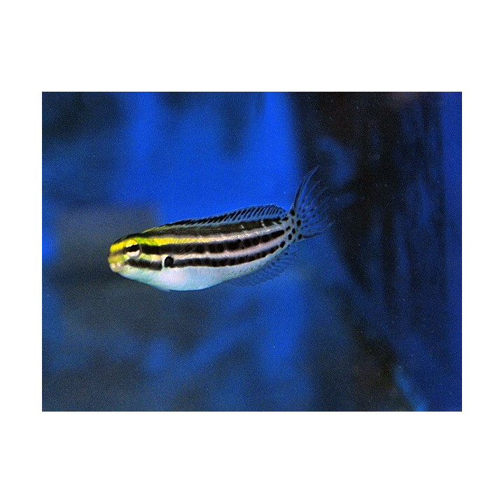 Meiacanthus grammistes - Striped Blenny - viljelty