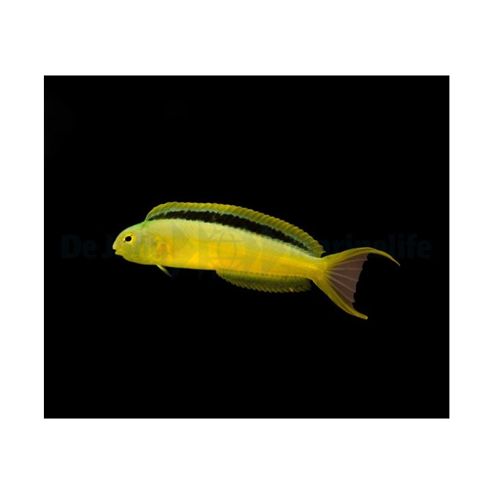 Meiacanthus tongaensis - Blakcline Canary Blenny - viljelty -