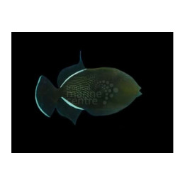 Melichthys niger - Black Trigger