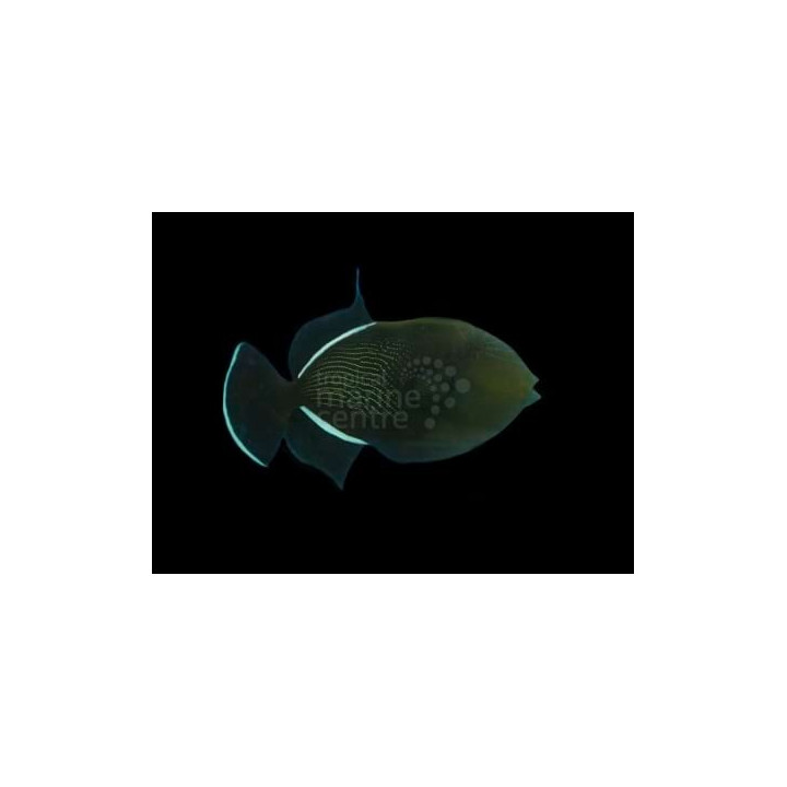Melichthys niger - Black Trigger