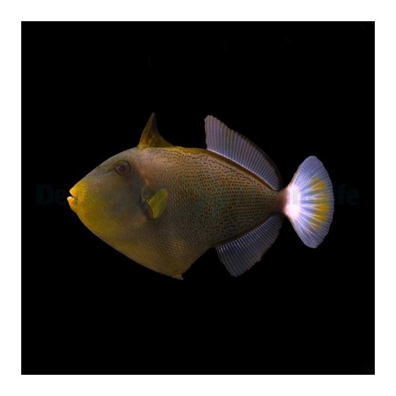 Melichthys vidua - Pinktail Trigger