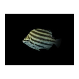 Microcanthus strigatus - Stripeys