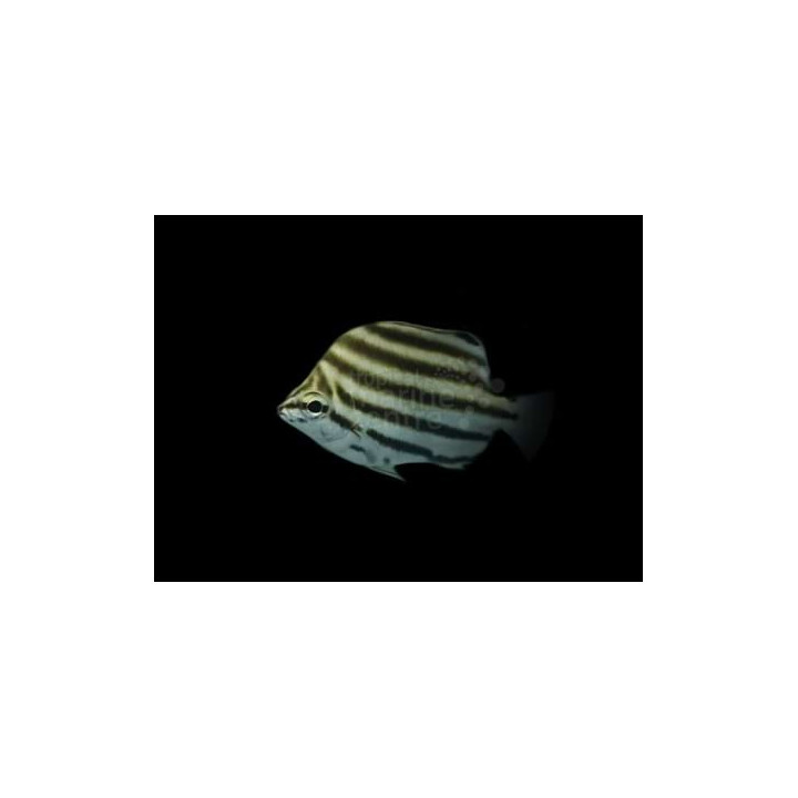 Microcanthus strigatus - Stripeys