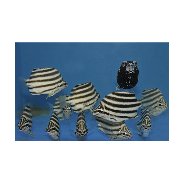 Microcanthus strigatus - Stripeys