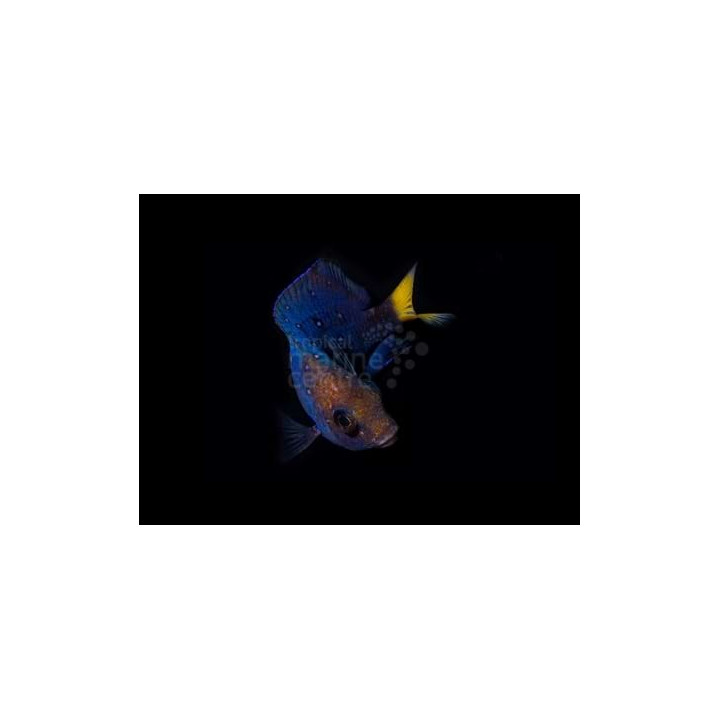 Microspathodon chrysurus - Jewel Damsel