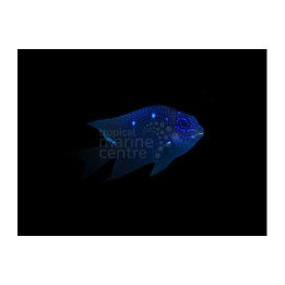 Microspathodon dorsalis - Jewel Damsel