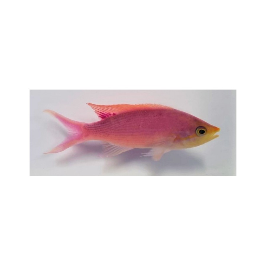 Mirolabrichthys tuka - Purple Queen Anthias - koiras