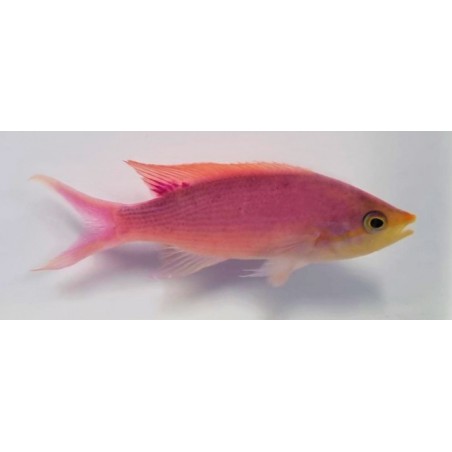 Mirolabrichthys tuka - Purple Queen Anthias - koiras