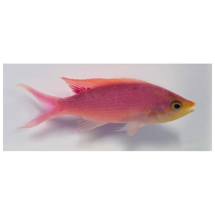 Mirolabrichthys tuka - Purple Queen Anthias - koiras