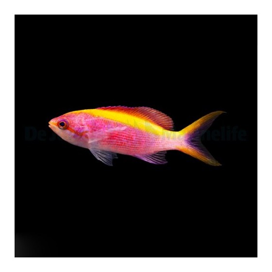 Mirolabrichthys tuka - Purple Queen Anthias - naaras