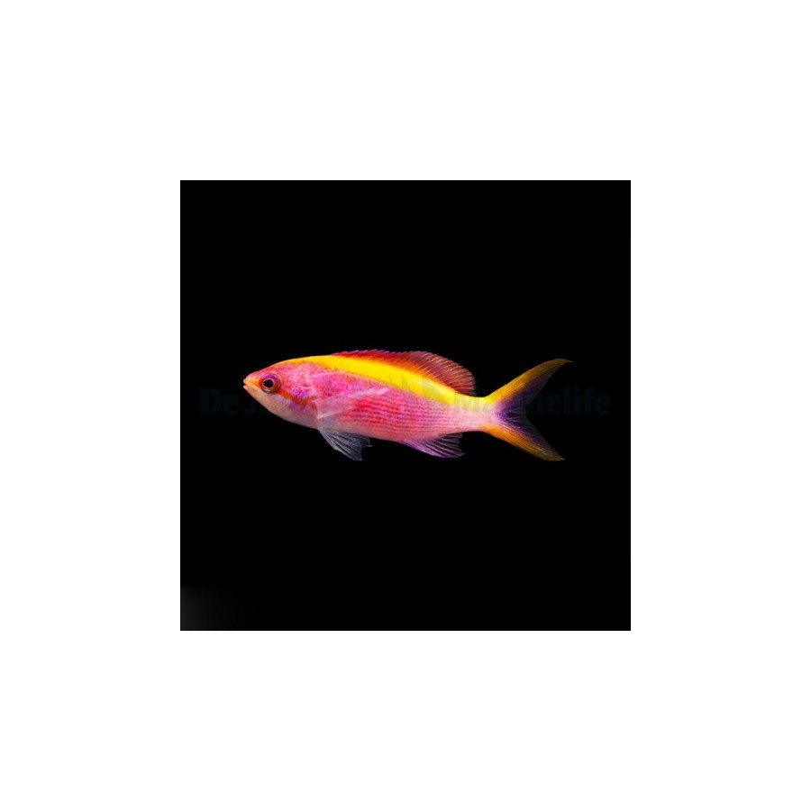 Mirolabrichthys tuka - Purple Queen Anthias - naaras