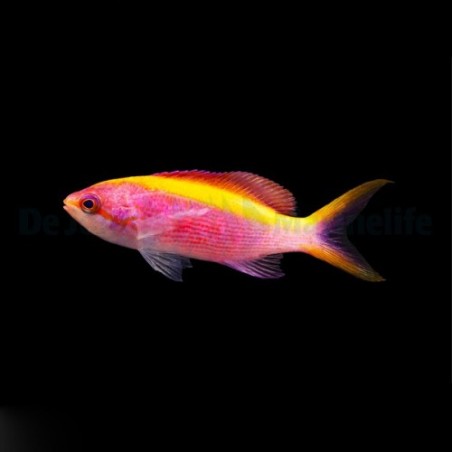 Mirolabrichthys tuka - Purple Queen Anthias - naaras