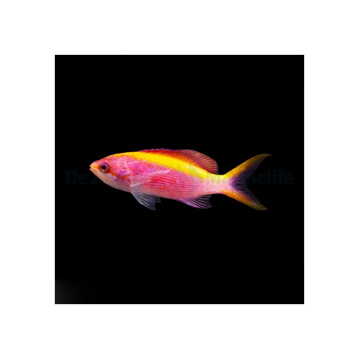 Mirolabrichthys tuka - Purple Queen Anthias - naaras