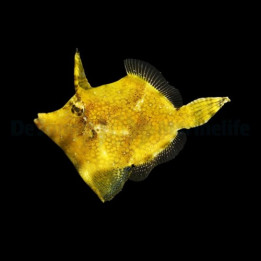 Monacanthus chinensis - Fan Belly Filefish