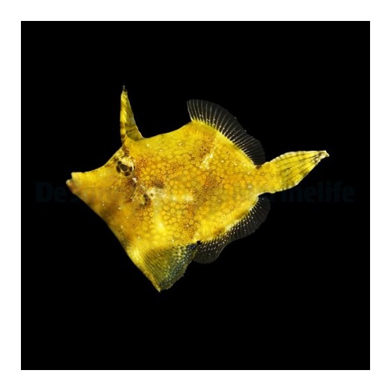 Monacanthus chinensis - Fan Belly Filefish