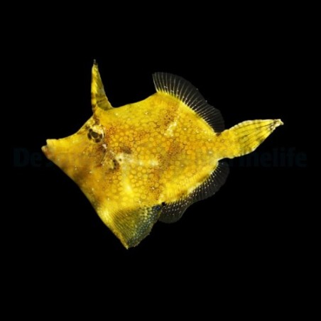 Monacanthus chinensis - Fan Belly Filefish