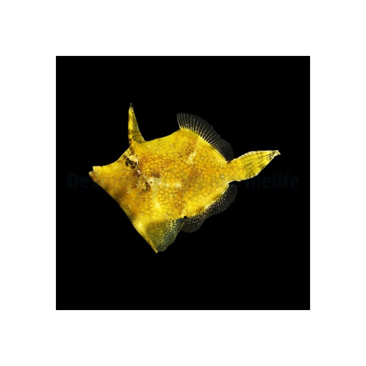 Monacanthus chinensis - Fan Belly Filefish