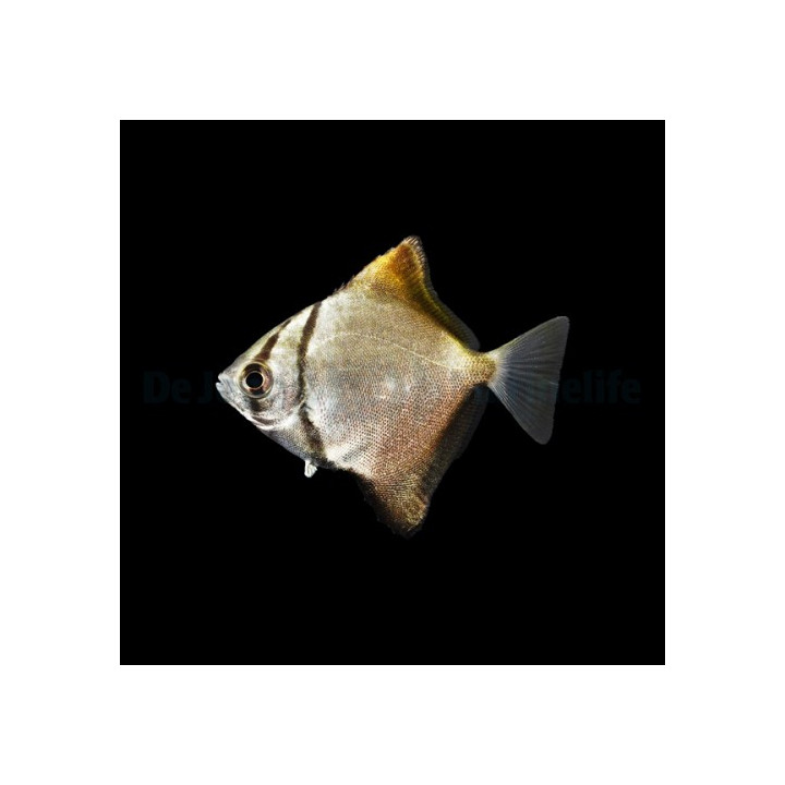 Monodactylus argenteus - Mono